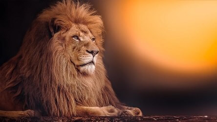 Løve, et magtdyr - junglens konge